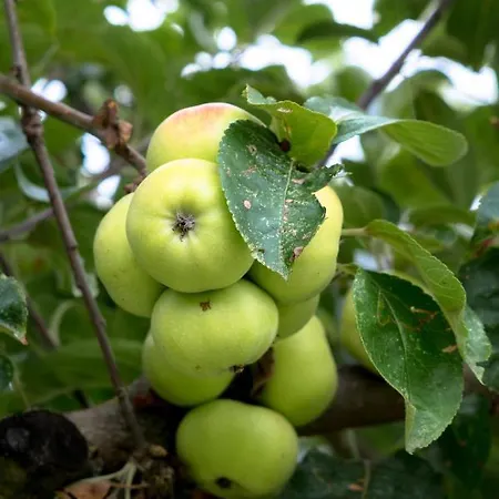 Farm Agriturismo Semidimela *