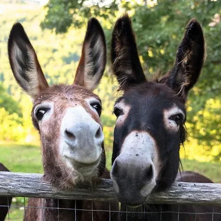 Semidimela 古比奥