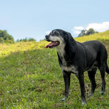 Semidimela 古比奥