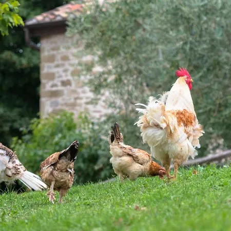 Semidimela 农家乐 古比奥